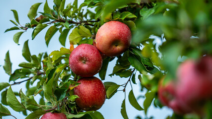 An apple farm during harvest season in a rainy day, concept of sustainable agricultural farming. Ripe Red and green apple. Abundance and juicy fruit full. Hirosaki Apple Park in Japan.