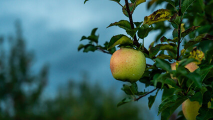 An apple farm during harvest season in a rainy day, concept of sustainable agricultural farming. Ripe Red and green apple. Abundance and juicy fruit full. Hirosaki Apple Park in Japan. picking.