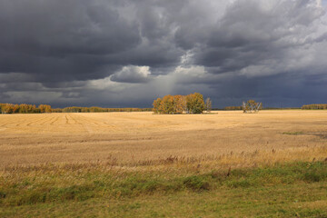 Fototapeta premium Beautiful golden wheat field in countryside with expressive sky on an autumn day right before thunderstorm