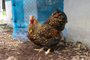 Beautiful laying hens pure breed. Black yellow laced Wyandotte hen.