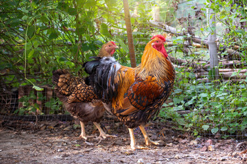 Free range organic chicken purebred. Black yellow laced Wyandotte in farming garden in the backyard.