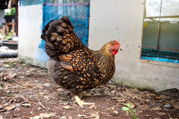 Beautiful laying hens pure breed. Black yellow laced Wyandotte hen.