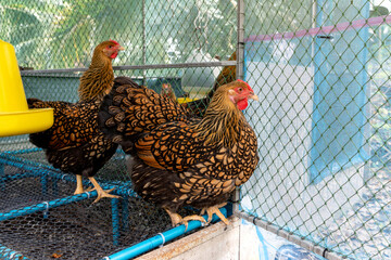 Beautiful laying hens pure breed. Black yellow laced Wyandotte hen. Chicken on a raised plastic grate about to emerge from the coop.
