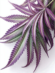 Vibrant purple cannabis leaves on a white background showcasing intricate details and textures in natural light