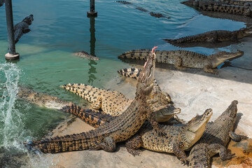 Crocodiles are eating food from tourists.