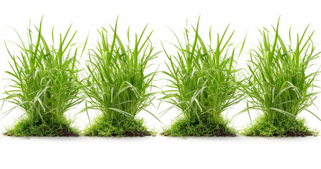 Green Grass Tufts Isolated on White Background