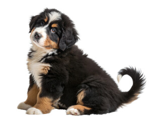 Fototapeta premium Bernese mountain shepherd puppy sitting and looking at camera isolated on white background.