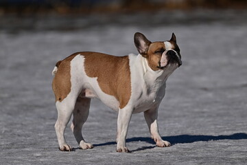 dog on the snow, portrait