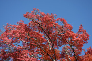 紅葉のモミジ