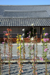 大覚寺　境内の嵯峨菊　京都市右京区嵯峨