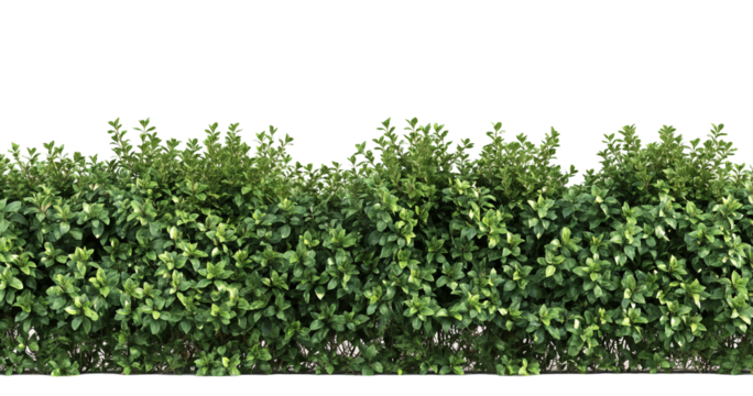 Lush Green Leaves, Natural Foliage, Vibrant Greenery, White Background, Dense Bush, Plant Texture, L