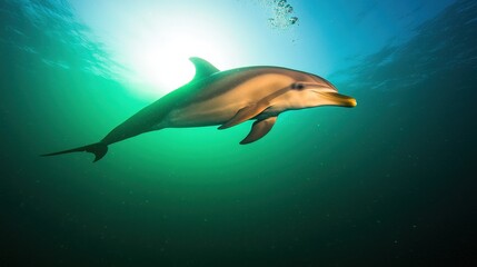Fototapeta premium Majestic Dolphin Underwater Ocean Wildlife Scuba Diving Tropical Sea
