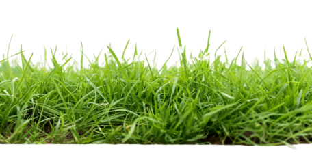 green grass isolated on white