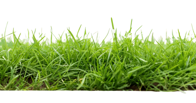 green grass isolated on white