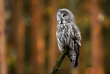 Great grey owl ( Strix nebulosa ) close up