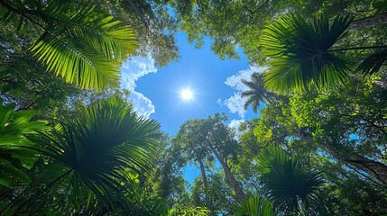 Fototapeta premium A panoramic view looking up from the ground showcases a lush green forest canopy with tall trees against a blue sky