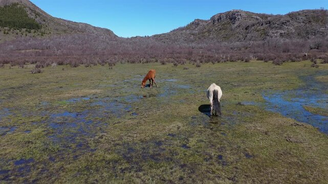 Fast drone shot over two horses, grazing on a wet meadow, mountains in the background, blue sky, dolly shot forward, copy space