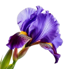 A Photo of a beautiful Iris Flower isolated on white background. Violet color awesome iris flower on transparent background.