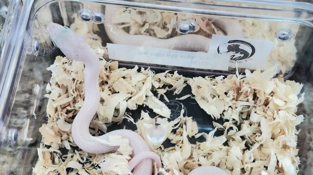 Beautiful snake in a cage