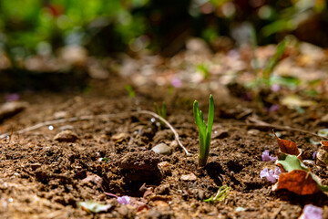 A little plant or sprout in the soil in focus.