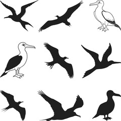 Great Frigate Bird Silhouette, Hawaii Bird Vector, Frigatebird on a white background. Vector sketch illustration.