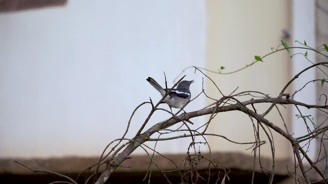 Moment a Bird Flies