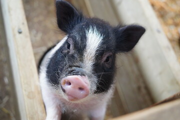 동물농장의 돼지모습