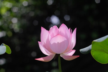 Obraz premium Beneath the sun’s rays, the pink lotus glows with quiet elegance