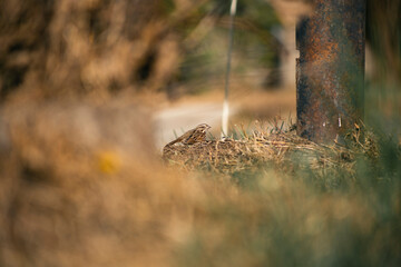 Obraz premium birds in the garden