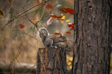 squirrel on a tree