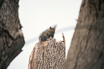 bird in the nest