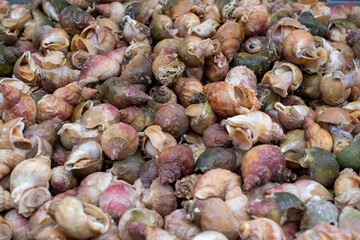 Pile of shells. The shells are of different colors and sizes. The pile is scattered and not organized