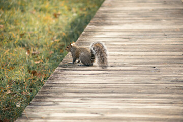 squirrel on a wooden fence