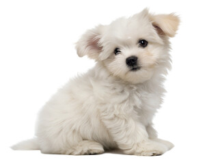 Fluffy Bichon Frise puppy isolated on white background. Bichon Frise puppy sitting on white background