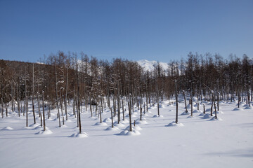雪に覆われた青い池
