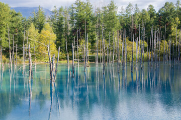 水面に映る雑木林　青い池
