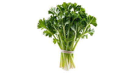 Full parsley bunch tied with string  
