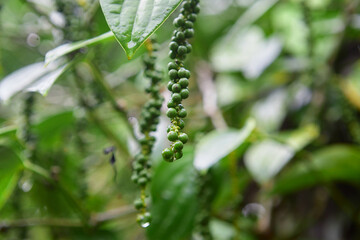 Fresh unripe peppercorn hanging on green leaf background