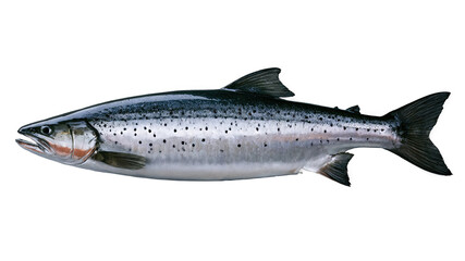 Naklejka premium Side Profile of Silver Salmon Isolated 