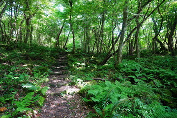 refreshing summer forest and path in the gleaming sunlight