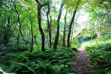 Obraz premium delightful summer forest and fine path