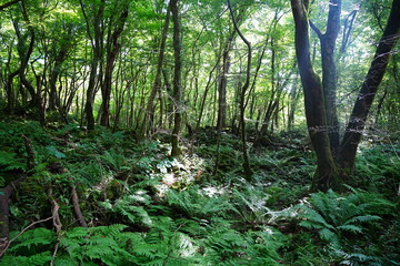 wild summer forest with mossy rocks and old trees