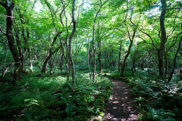 delightful summer forest and fine path