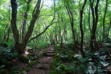 fine summer path through mossy rocks and old trees