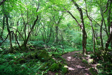 fine summer path through mossy rocks and old trees