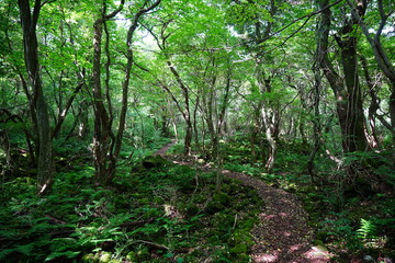 fine summer path through mossy rocks and old trees