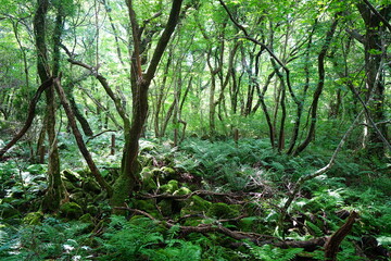 Obraz premium wild summer forest with mossy rocks and old trees