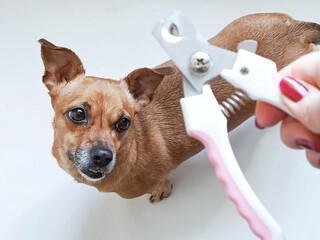 A small dog looks at a claw clipper. The owner cuts the claws of his pet concept. Grooming services.