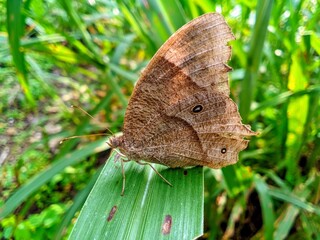 Obraz premium butterfly on leaf