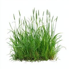 Obraz premium Grass on isolated on white background